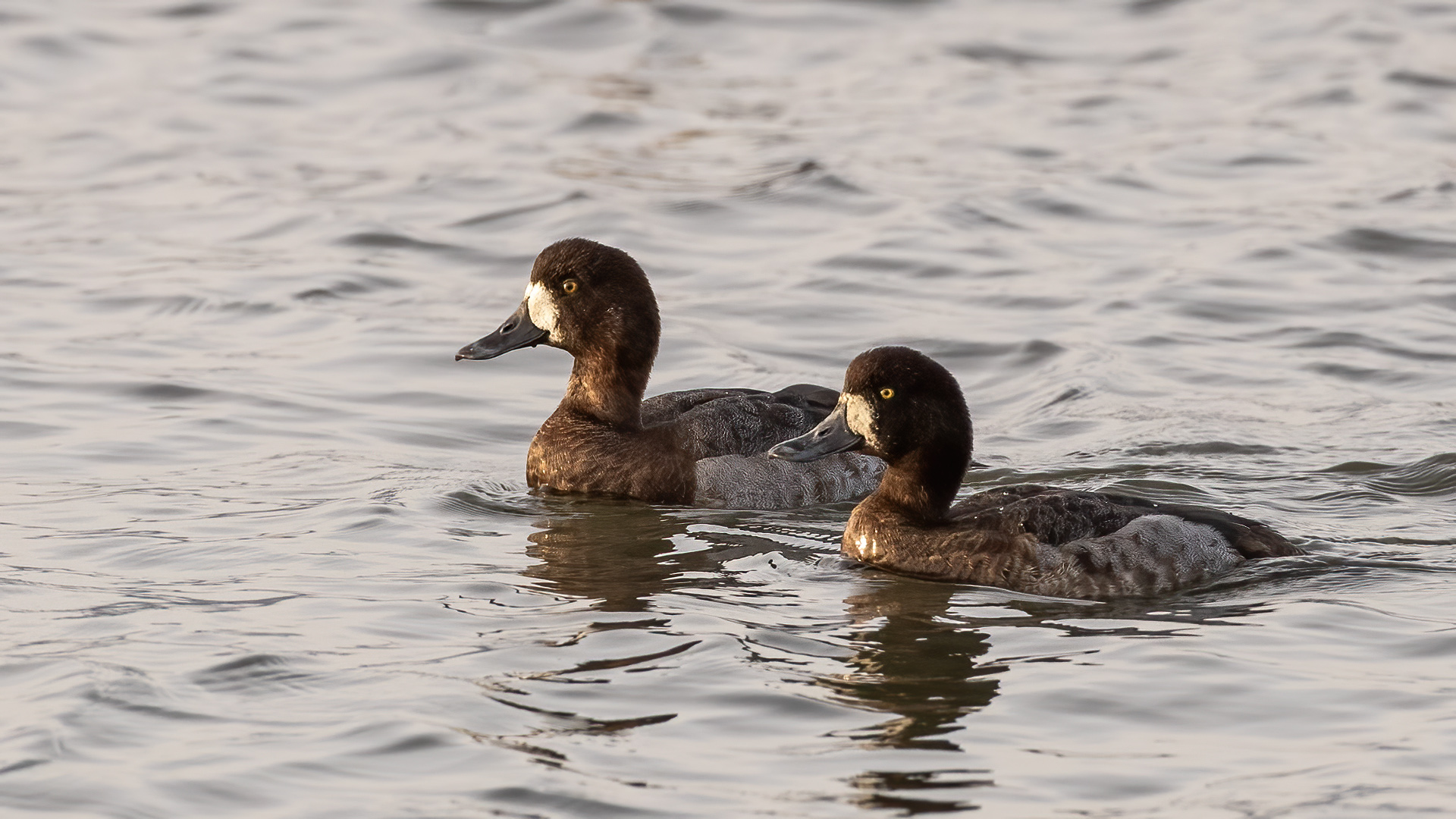 Greater Scaup